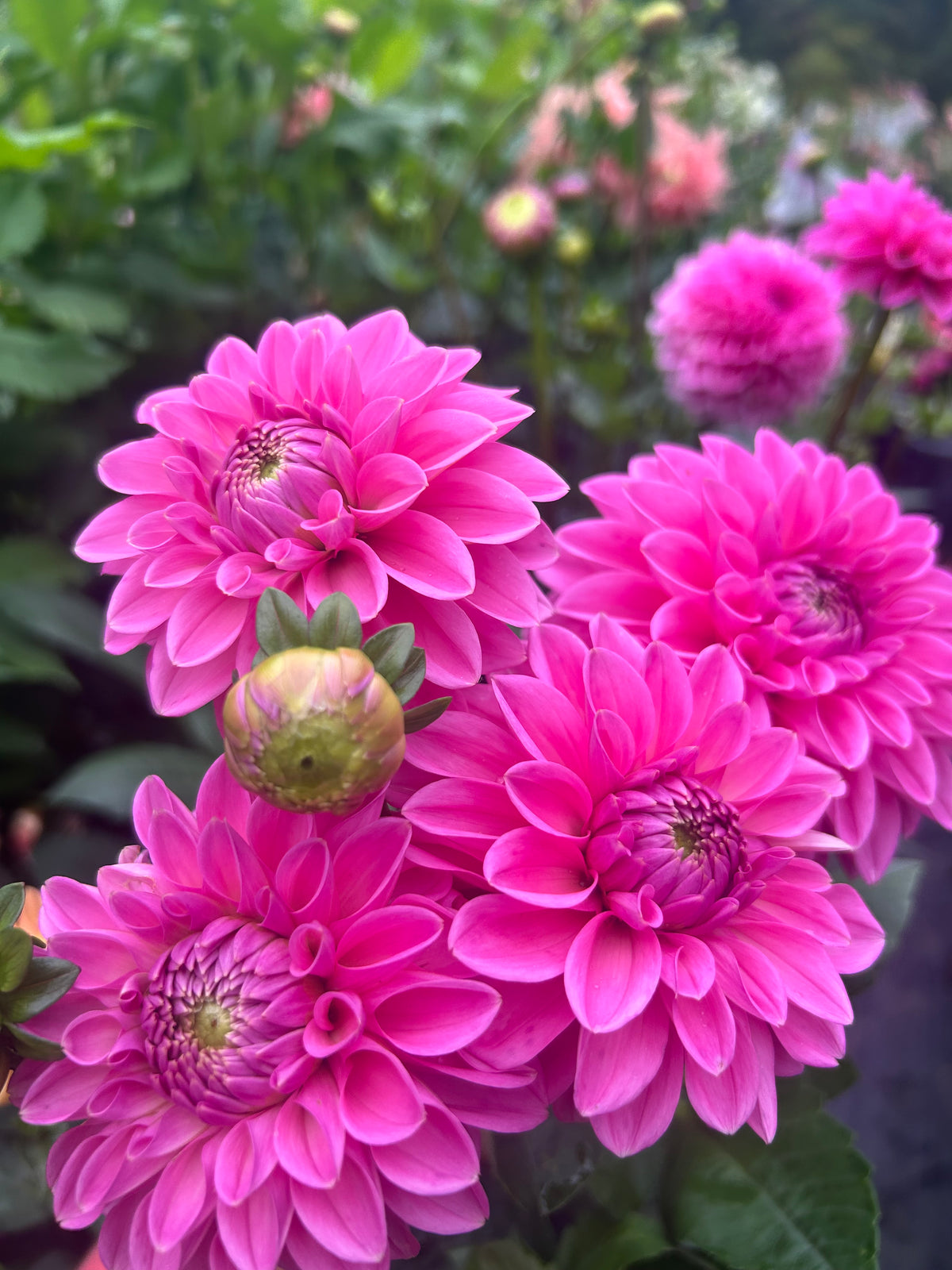 Pink Sylvia