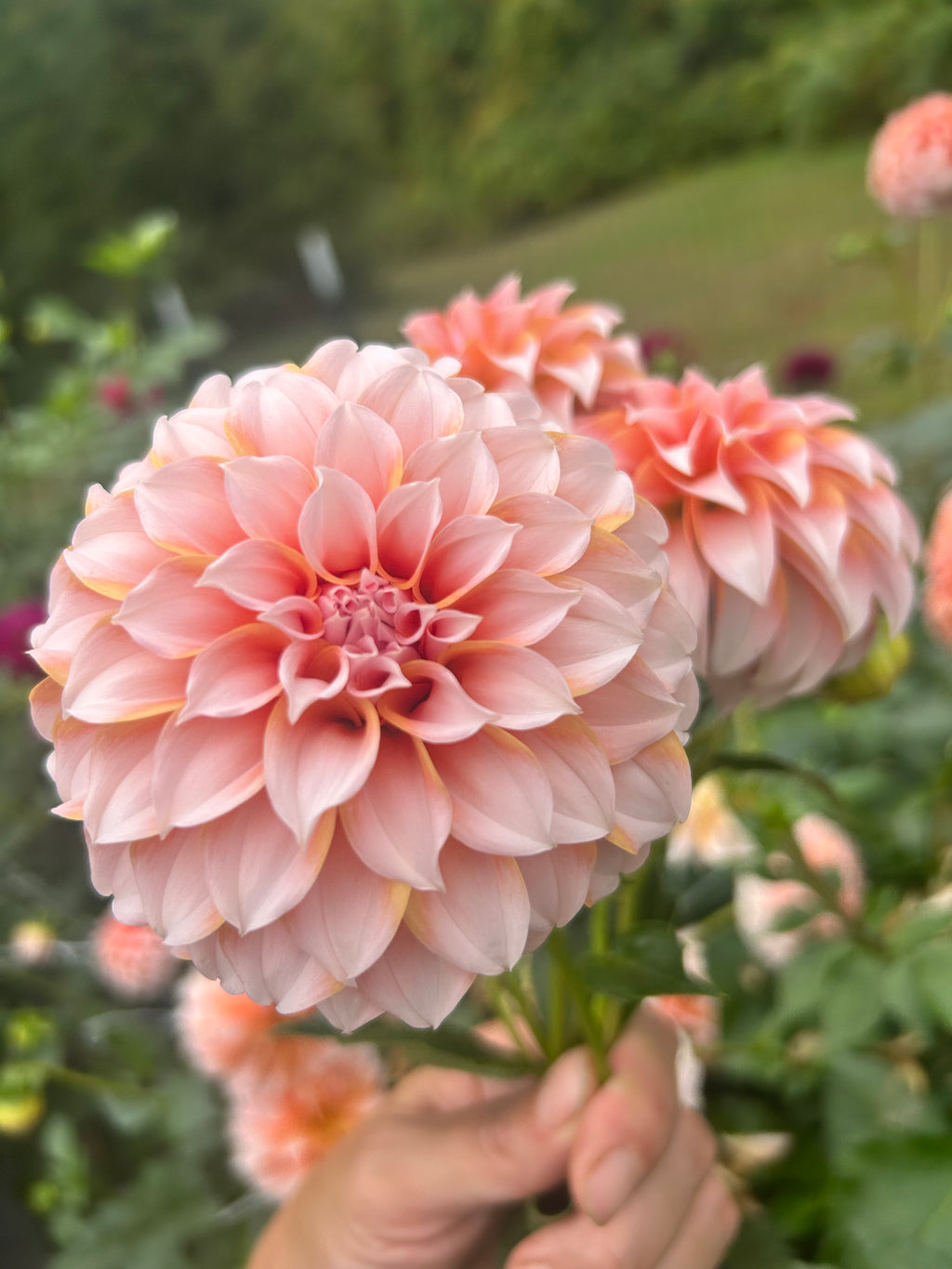 Peaches ‘n Cream