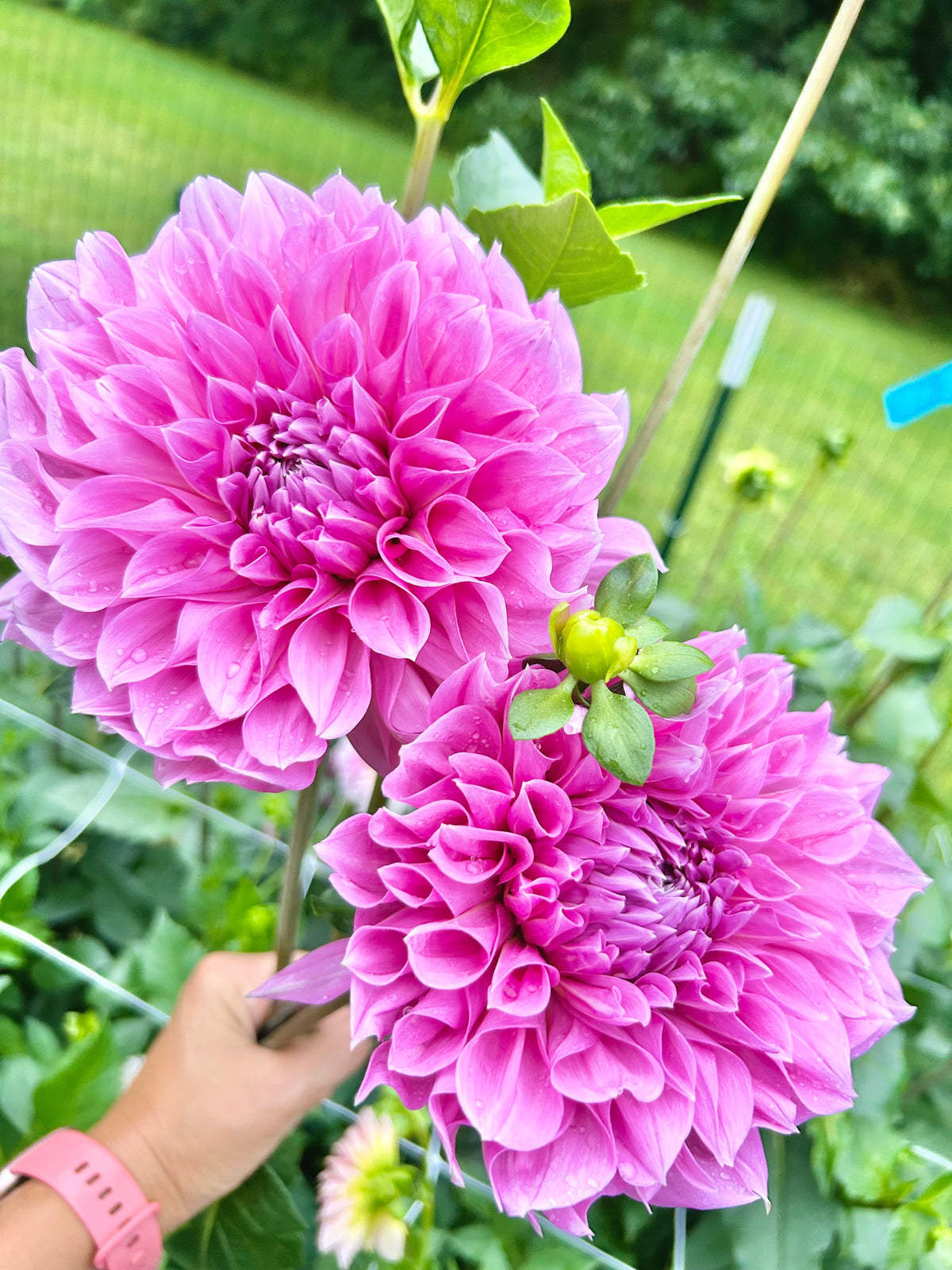 Lavender Perfection