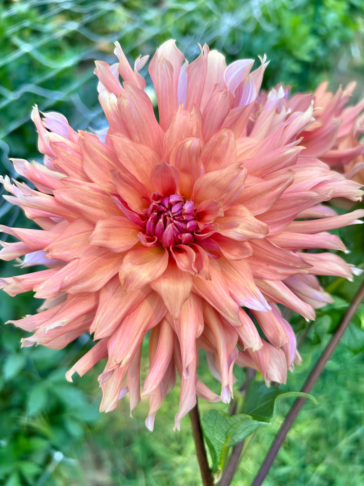 Terracotta
