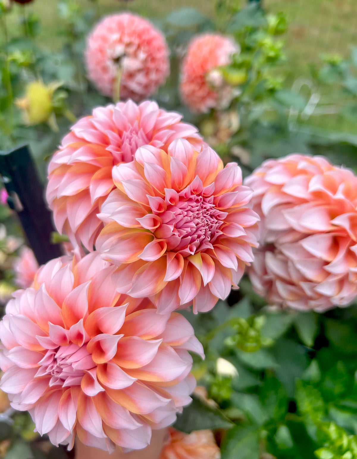 Peaches ‘n Cream