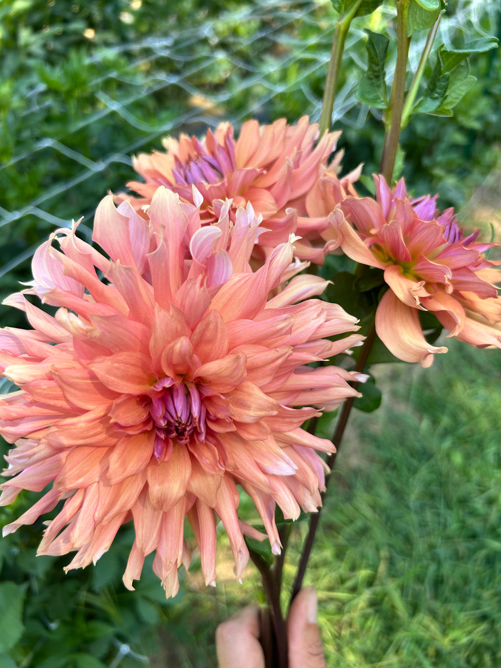 Terracotta