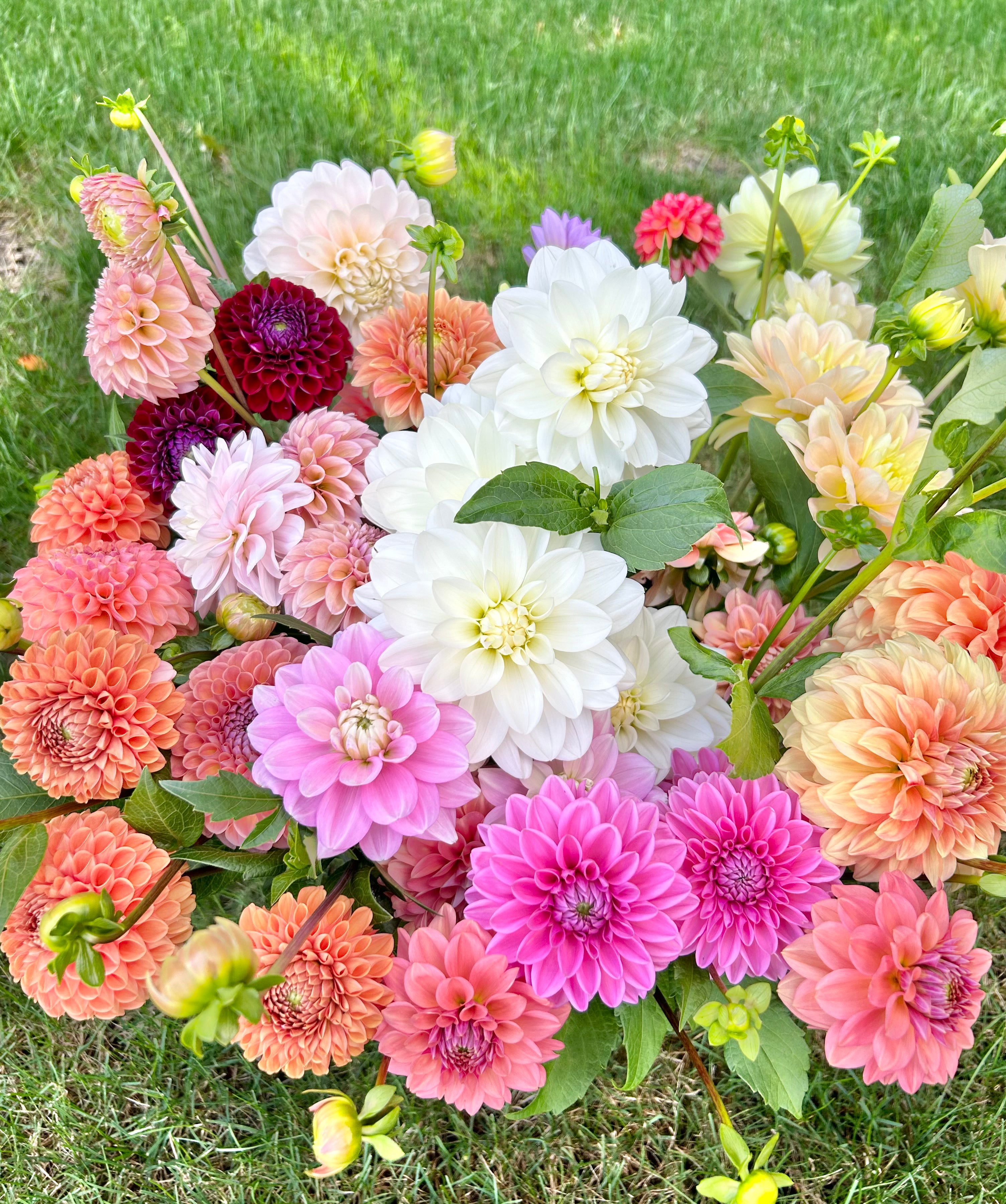 Mystery Dahlia Tuber